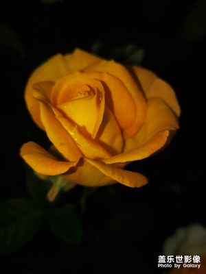 偶遇月季花