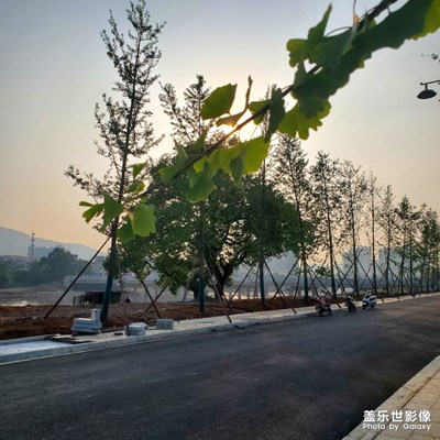 菜既是風(fēng)景