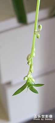 家中的植物