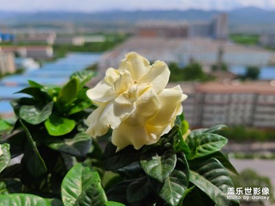 誰知道這是什么花？