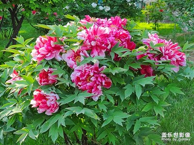 國(guó)色天香——牡丹