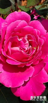 鄉(xiāng)下小花