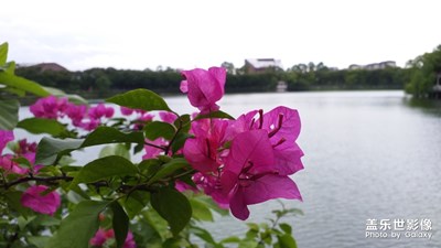 杜鵑花