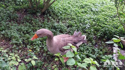 觀賞湖里的天鵝！