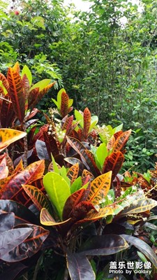 用J3拍出鮮艷的色彩