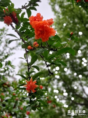 2020.6.3，小雨，適合拍照