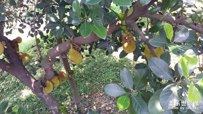 隨手拍一下植物