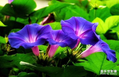 【你好，六·一】+紫色魅影