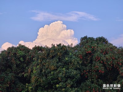 荔紅時(shí)節(jié)（柏橋村貢園）