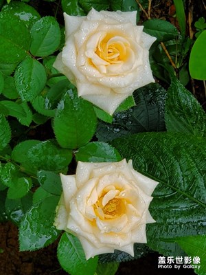 光影生活+夏日雨后