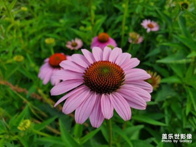 就喜歡拍些花花草草