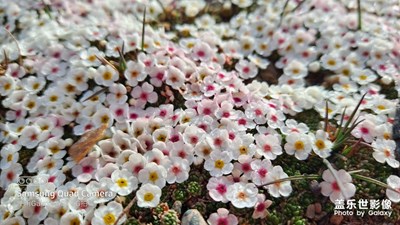 【Shot on SAMSUNG】@A51發(fā)現(xiàn)美