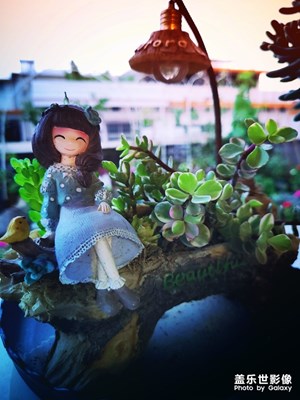 [夏天色彩]+夏花競放