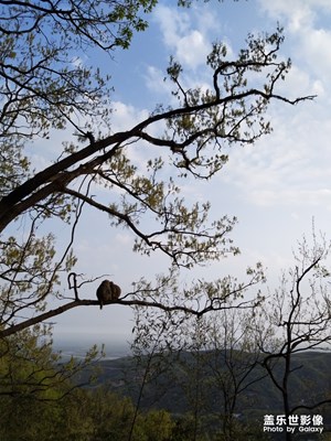 祖?zhèn)?600萬單攝請(qǐng)求出戰(zhàn)