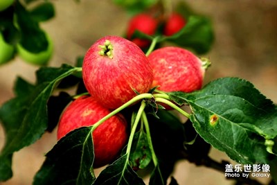 收獲的節(jié)日