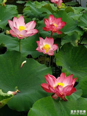 期末考試和荷花（2）