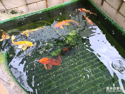 S20U一億像素的隨手拍樣片