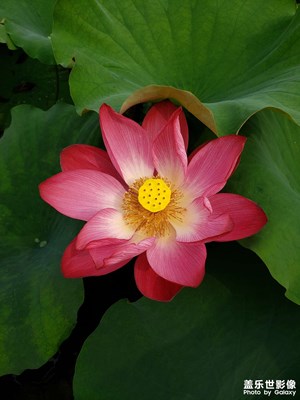 期末考試和荷花（1）