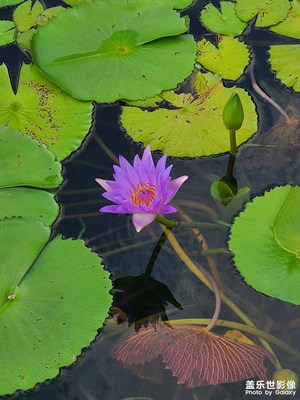 【盛夏時(shí)光】＋東莞人民公園