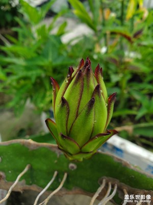 【盛夏時(shí)光】+盛夏的果實(shí)