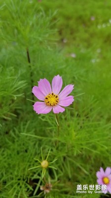 花爛漫
