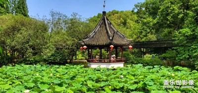 【盛夏時(shí)光】醉白池
