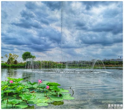 【盛夏時光】夏荷