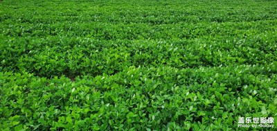 【盛夏時(shí)光】+神奇夏天