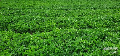 【盛夏時(shí)光】+神奇的夏天