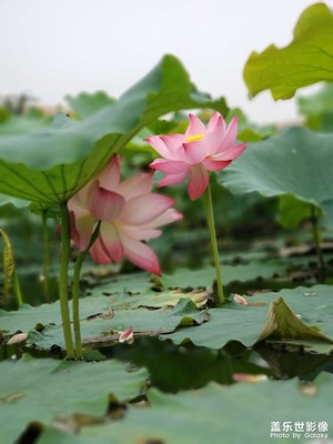 各種各樣的美麗