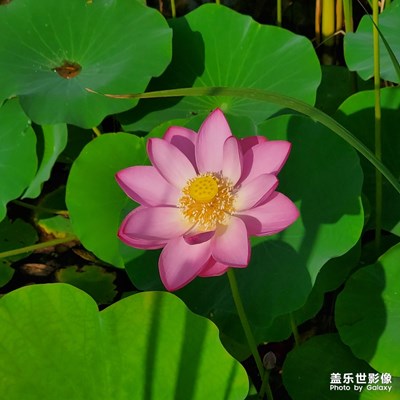 濱水公園的荷花