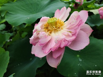 【與世界相遇】+夏荷