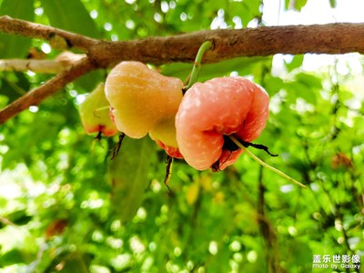 蓮霧，大蓮霧