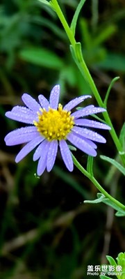 來(lái)到我家采野花