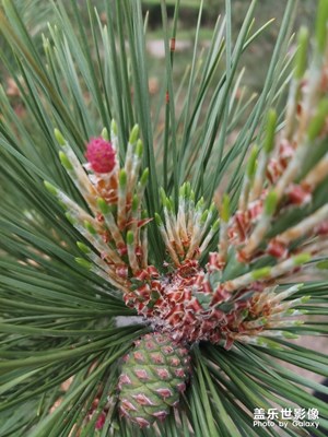 【與世界相遇】花的世界