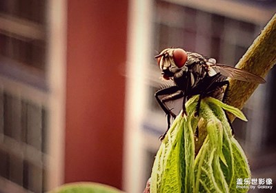 被蒼蠅的顏值秒殺。