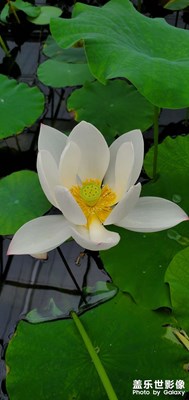 【角度與視覺】+賞蓮隨拍