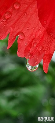 【角度與視覺】+隨拍紅花綠葉水珠子