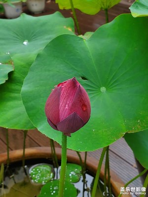 夏日賞荷