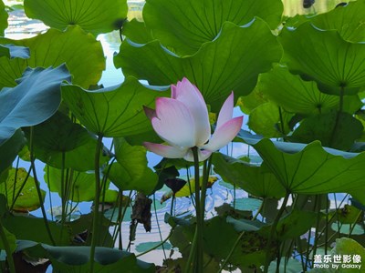 東湖公園，景色不錯，太陽肩并肩有點曬??