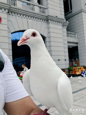 美麗的和平鴿