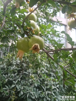 我愛我的城，初夏的果實！