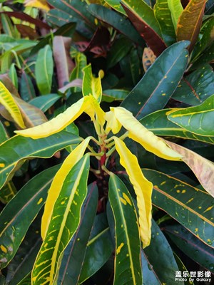 廈門的亞熱帶風情