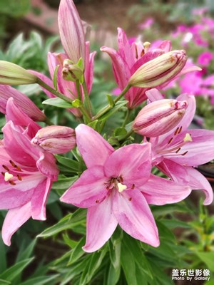 note9拍花集錦，精致漂亮！