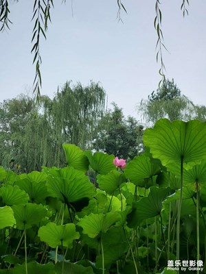 【生活志】+公園散步隨拍