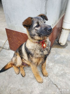 【生活志】+田園犬養(yǎng)成記