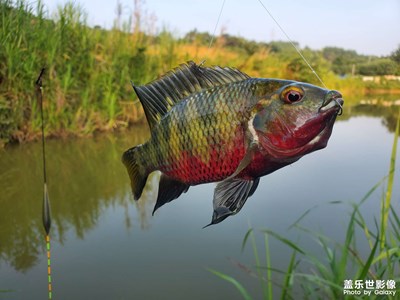 2020.7.16 晴間陰 垂釣