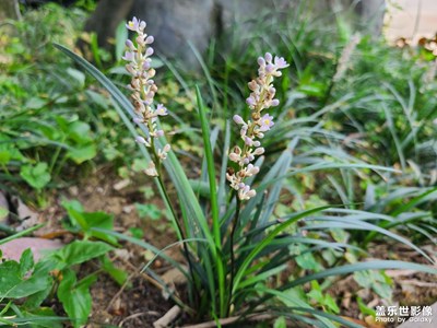 【生活志】＋路過(guò)日常