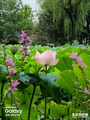 接天蓮葉無窮碧，映日荷花別樣紅