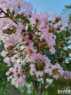 【S20+】隨手拍了倆朵花